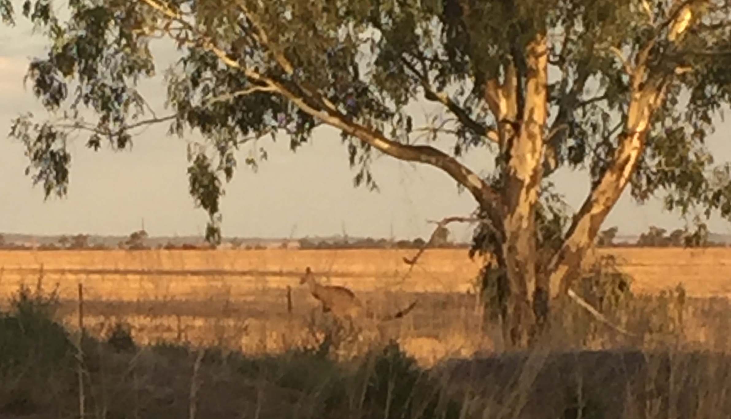 Kangaroo at the Farmhouse